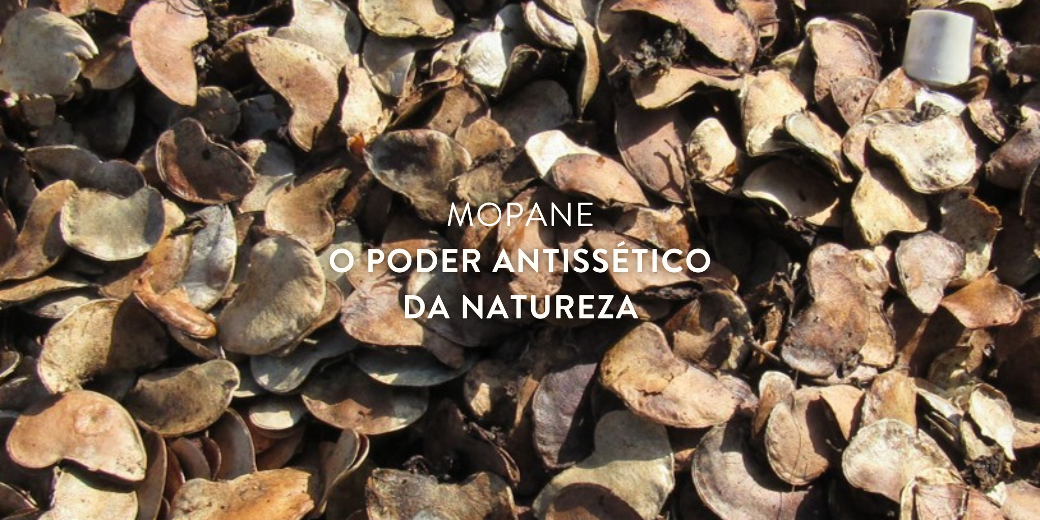 Com um aroma envolvente e herbal, o Óleo Essencial de Mopane da Nutriboty apresenta propriedades antifúngicas, antibacterianas e antissépticas. 100% biológico, puro e certificado pela Agricert, este óleo é obtido através da destilação a vapor da planta Colophospermum mopane. Na sua composição, destaca-se o seguinte composto químico: Alfa-pineno: 20% a 70%.