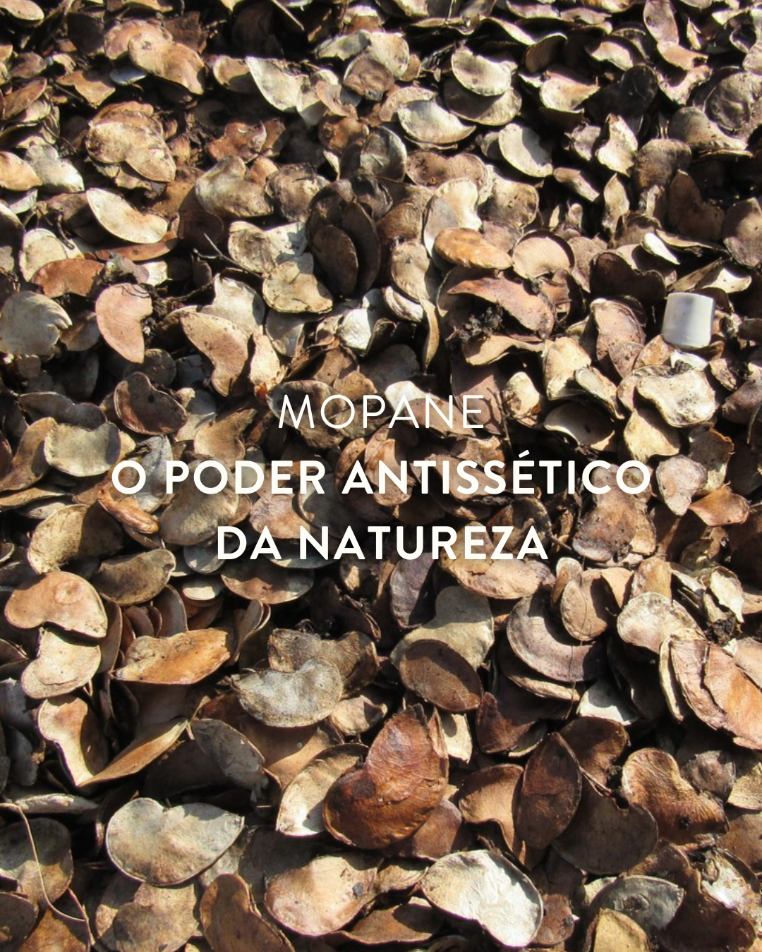 Com um aroma envolvente e herbal, o Óleo Essencial de Mopane da Nutriboty apresenta propriedades antifúngicas, antibacterianas e antissépticas. 100% biológico, puro e certificado pela Agricert, este óleo é obtido através da destilação a vapor da planta Colophospermum mopane. Na sua composição, destaca-se o seguinte composto químico: Alfa-pineno: 20% a 70%.