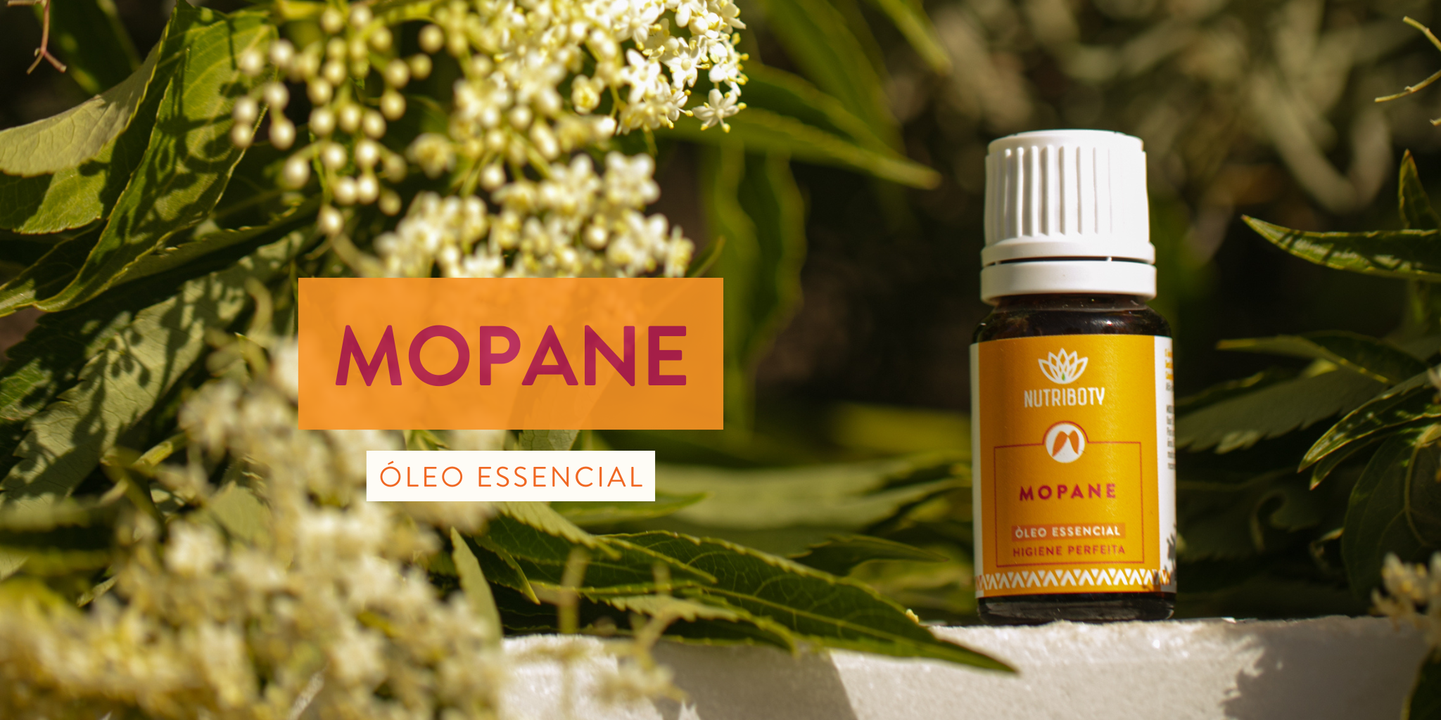 Óleo Essencial de Mopane - Comichão vaginal - O óleo de mopane ajuda a combater infeções como a candidíase, aliviando a comichão e a irritação; Feridas infetadas - Este óleo ajuda a desinfetar e limpar feridas, prevenindo infeções bacterianas e acelerando a cicatrização.