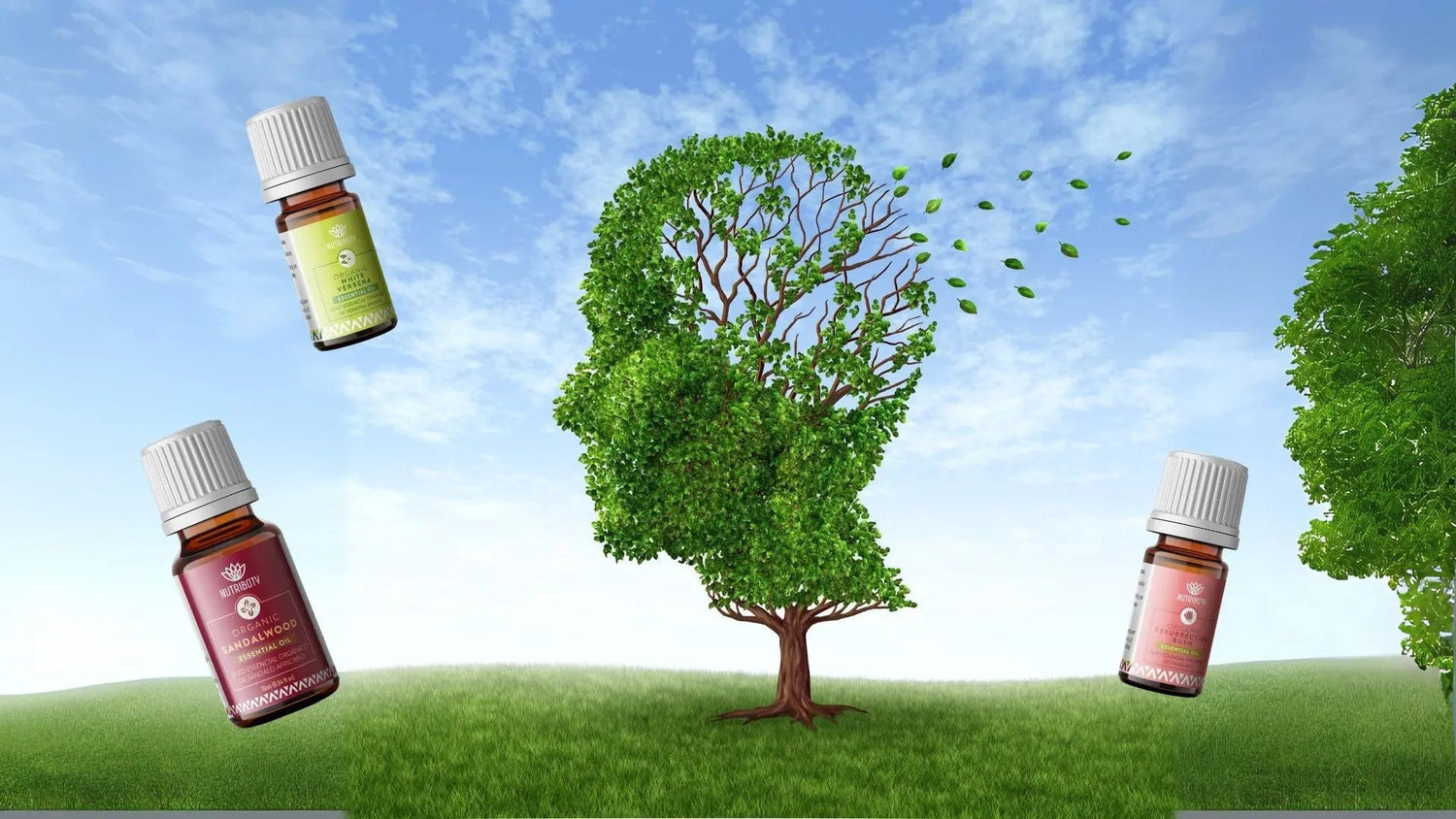 A conexão com a Natureza é essencial para o nosso bem-estar, e os óleos essenciais desempenham um papel poderoso nesse processo. Descubra como! 💧