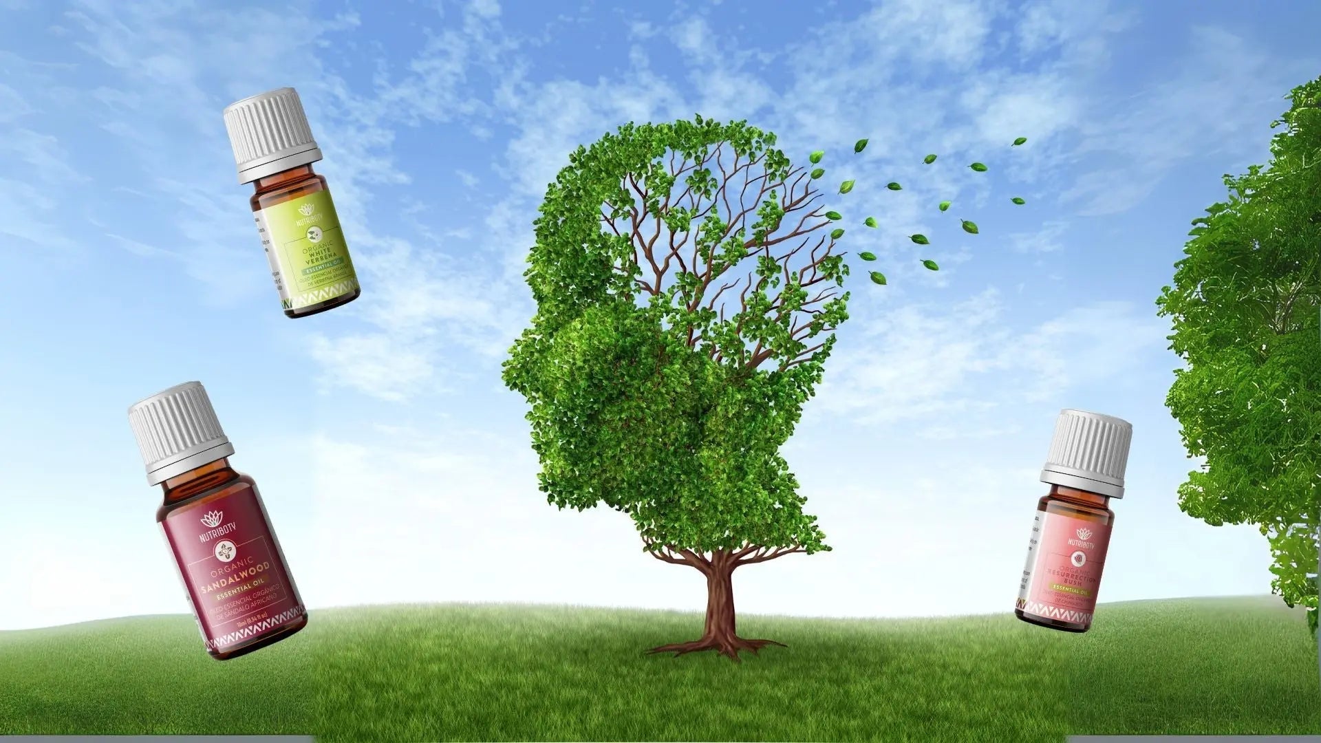 A conexão com a Natureza é essencial para o nosso bem-estar, e os óleos essenciais desempenham um papel poderoso nesse processo. Descubra como! 💧